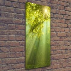 Wallmuralia Vertikální Foto obraz fotografie na skle Slunce v lese 50x125 cm 2 úchytky