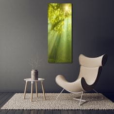 Wallmuralia Vertikální Foto obraz fotografie na skle Slunce v lese 50x125 cm 2 úchytky