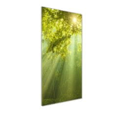 Wallmuralia Vertikální Foto obraz fotografie na skle Slunce v lese 50x125 cm 2 úchytky