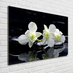 Wallmuralia Foto obraz fotografie na skle Orchidej 100x70 cm 2 úchytky