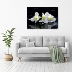 Wallmuralia Foto-obraz canvas do obýváku Orchidej 100x70 cm