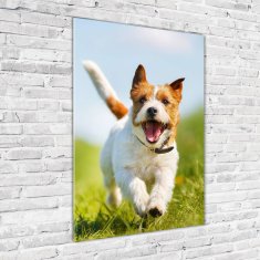 Wallmuralia Vertikální Fotoobraz na skle Pes Jack Russell 70x100 cm 2 úchytky