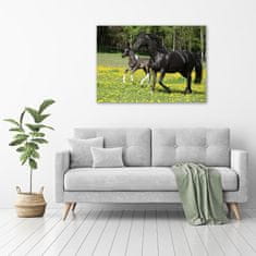 Wallmuralia Foto obraz fotografie na skle Kobyla a hříbě 100x70 cm 2 úchytky