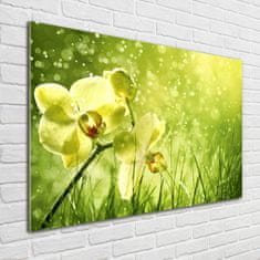 Wallmuralia Foto obraz skleněný horizontální Orchidej 100x70 cm 2 úchytky