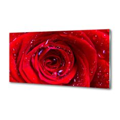 Wallmuralia Dekorační panel sklo Květ růže 100x50 cm