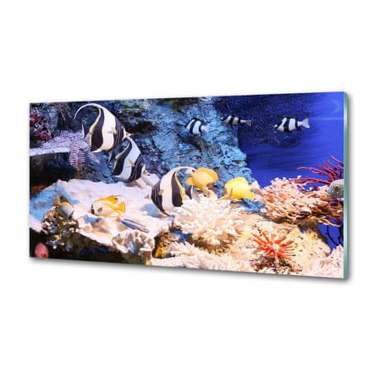 Wallmuralia Dekorační panel Korálový útes