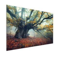 Wallmuralia Dekorační panel sklo Starý strom 100x70 cm