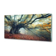 Wallmuralia Dekorační panel sklo Starý strom 100x70 cm