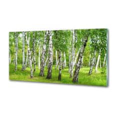 Wallmuralia Dekorační panel sklo Břízový les 100x50 cm