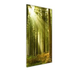 Wallmuralia Vertikální Foto obraz fotografie na skle Slunce v lese 50x125 cm 2 úchytky