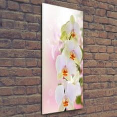 Wallmuralia Vertikální Foto obraz fotografie na skle Bílá orchidej 50x125 cm 2 úchytky