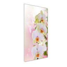 Wallmuralia Vertikální Foto obraz fotografie na skle Bílá orchidej 50x125 cm 2 úchytky