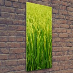 Wallmuralia Vertikální Foto obraz fotografie na skle Plantáž rýže 50x125 cm 2 úchytky