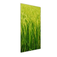 Wallmuralia Vertikální Foto obraz fotografie na skle Plantáž rýže 50x125 cm 2 úchytky