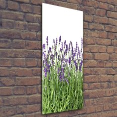 Wallmuralia Vertikální Foto obraz sklo tvrzené Pole levandule 50x125 cm 2 úchytky