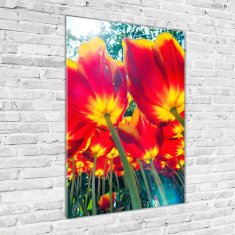 Wallmuralia Vertikální Fotoobraz na skle Červené tulipány 70x100 cm 4 úchytky