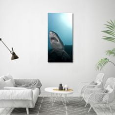 Wallmuralia Vertikální Foto obraz sklo tvrzené Velký žralok 60x120 cm 4 úchytky