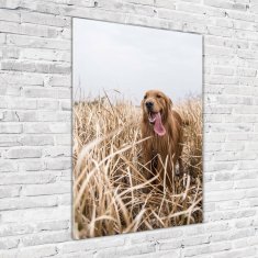 Wallmuralia Vertikální Foto obraz skleněný svislý Golden retriever 70x100 cm 2 úchytky