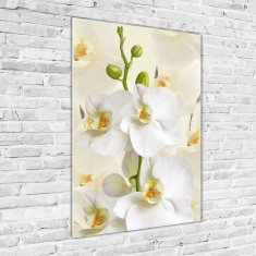 Wallmuralia Vertikální Foto obraz fotografie na skle Bílá orchidej 70x100 cm 2 úchytky