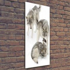 Wallmuralia Vertikální Foto obraz sklo tvrzené Šedí vlci 50x125 cm 2 úchytky