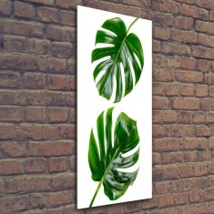 Wallmuralia Vertikální Foto-obrah sklo tvrzené Monstera 50x125 cm 4 úchytky