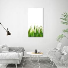 Wallmuralia Vertikální Foto obraz fotografie na skle Bílé tulipány 60x120 cm 4 úchytky