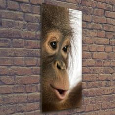 Wallmuralia Vertikální Fotoobraz na skle Mladý orangutan 50x125 cm 4 úchytky