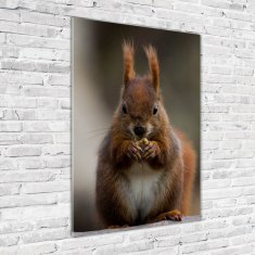 Wallmuralia Vertikální Foto obraz sklo tvrzené Veverka 70x100 cm 2 úchytky