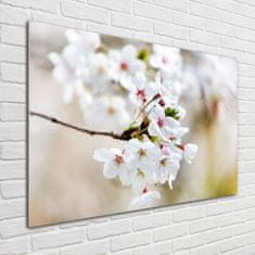 Wallmuralia Foto-obraz fotografie na skle Květy višně 100x70 cm 4 úchytky