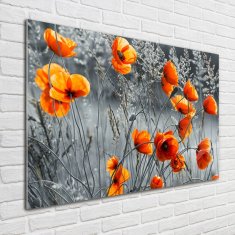 Wallmuralia Fotoobraz na skle Polní mák 100x70 cm 4 úchytky