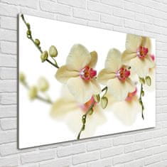 Wallmuralia Foto obraz fotografie na skle Orchidej 100x70 cm 4 úchytky