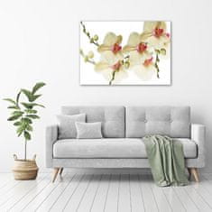 Wallmuralia Foto obraz fotografie na skle Orchidej 100x70 cm 4 úchytky