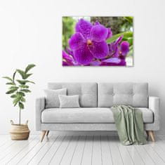 Wallmuralia Foto obraz skleněný horizontální Orchidej 100x70 cm 4 úchytky