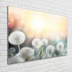 Wallmuralia Foto obraz skleněný horizontální Pole pampelišek 100x70 cm 2 úchytky