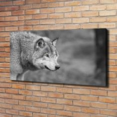 Wallmuralia Foto obraz canvas Šedý vlk 120x60 cm