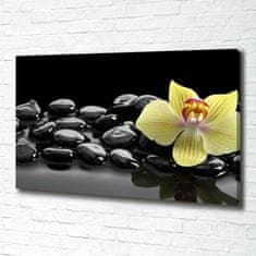 Wallmuralia Foto obraz canvas Orchidej 100x70 cm