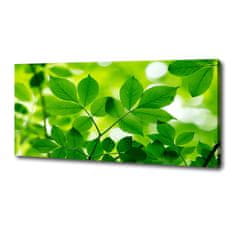 Wallmuralia Foto-obraz canvas do obýváku Zelené listí 125x50 cm