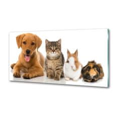Wallmuralia Dekorační panel sklo Pes a kočka 125x50 cm
