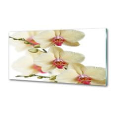 Wallmuralia Skleněný panel do kuchynské linky Orchidej 100x50 cm