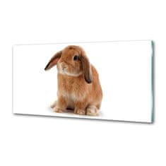 Wallmuralia Dekorační panel sklo Červený králík 100x50 cm