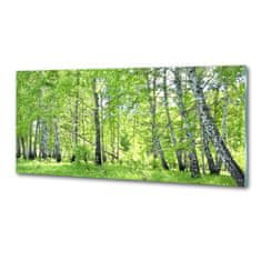 Wallmuralia Dekorační panel sklo Břízový les 125x50 cm