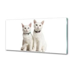 Wallmuralia Dekorační panel sklo Bílé kočky 100x50 cm