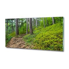 Wallmuralia Foto obraz fotografie na skle Lesní stezka 125x50 cm 4 úchytky