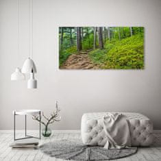 Wallmuralia Foto obraz fotografie na skle Lesní stezka 125x50 cm 4 úchytky