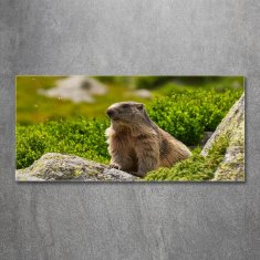 Wallmuralia Foto obraz skleněný horizontální Svišťa Tatry 125x50 cm 4 úchytky