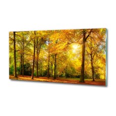 Wallmuralia Foto obraz sklo tvrzené Podzimní les 125x50 cm 2 úchytky