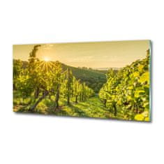 Wallmuralia Foto obraz skleněný horizontální Vinice 125x50 cm 2 úchytky