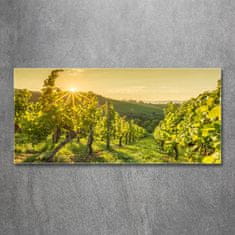 Wallmuralia Foto obraz skleněný horizontální Vinice 125x50 cm 2 úchytky