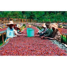 COFFEEDREAM Káva ETIOPIE SIDAMO BOMBE - Hmotnost: 100g, Typ kávy: Zrnková, Způsob balení: třívrstvý sáček se zipem, Stupeň pražení: pražení COFFEEDREAM